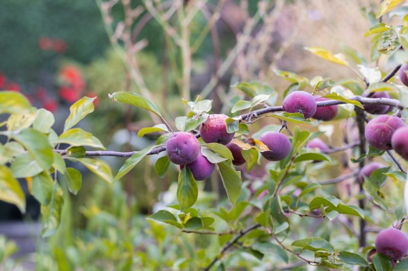 The Nutrition Garden